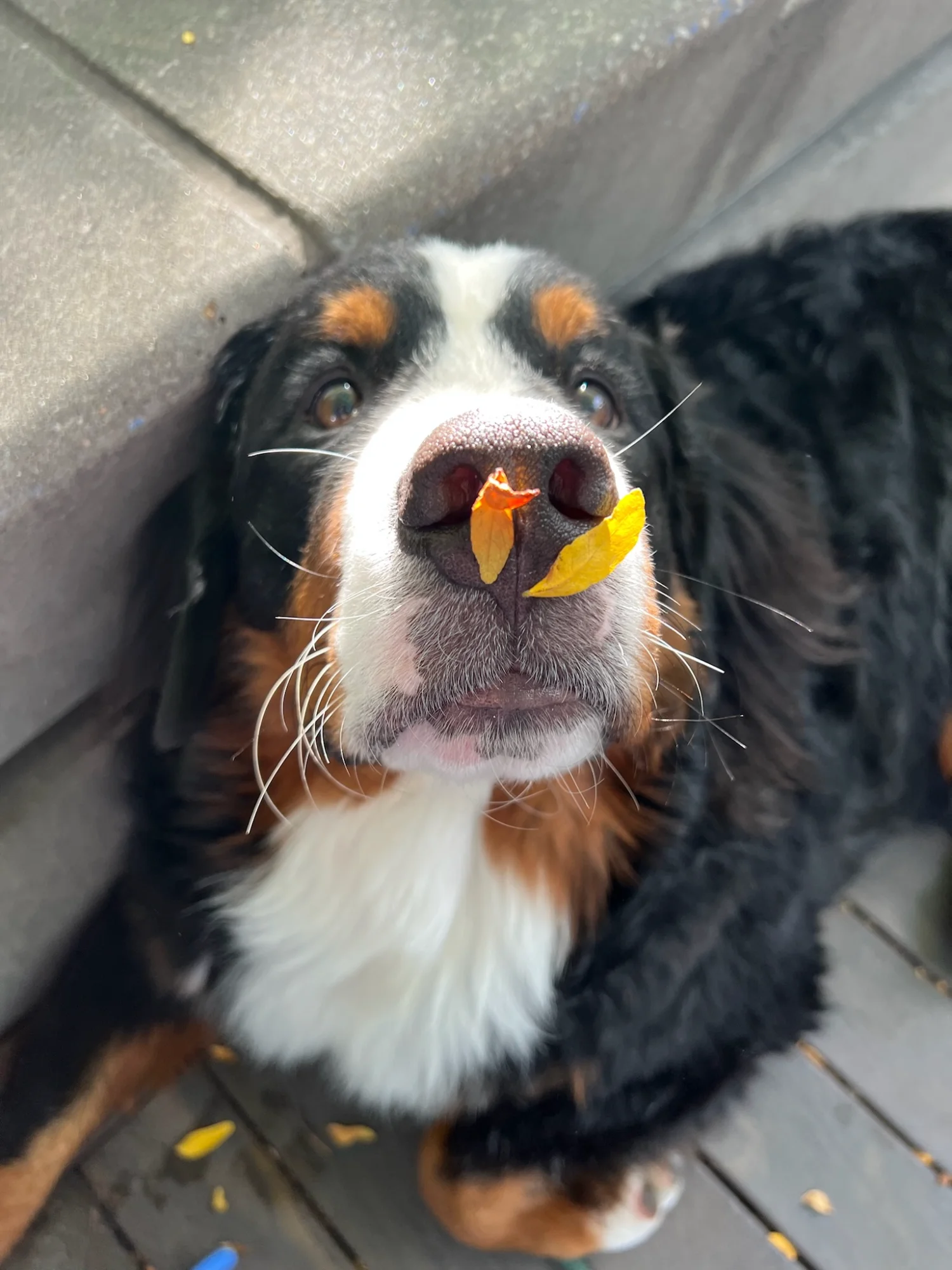 Brie's First Fall